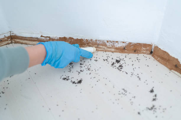 Best Pest Control Near Me  in Bellevue, MI